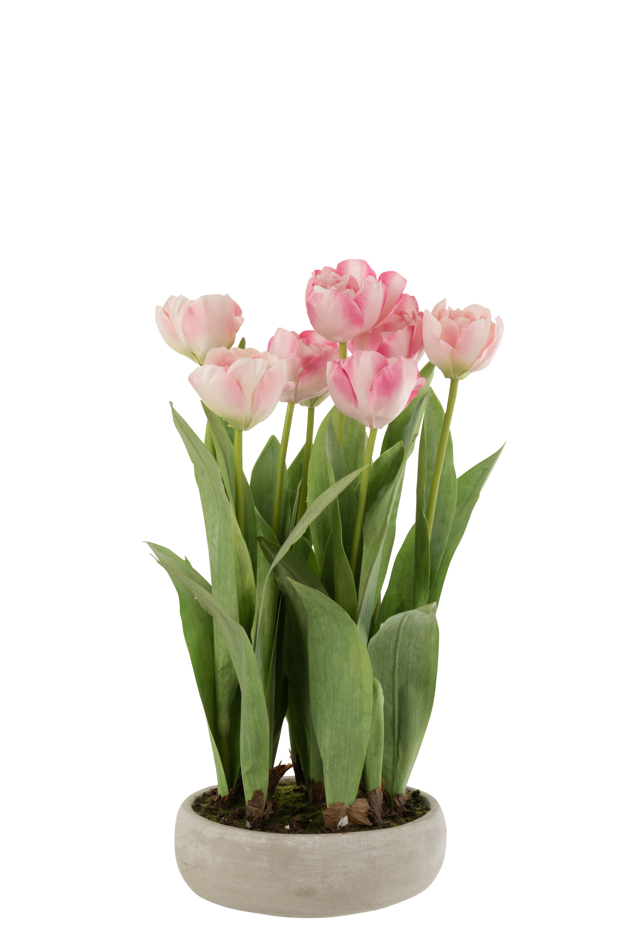 TULIPE POT CIM GRS PLA RO/VE