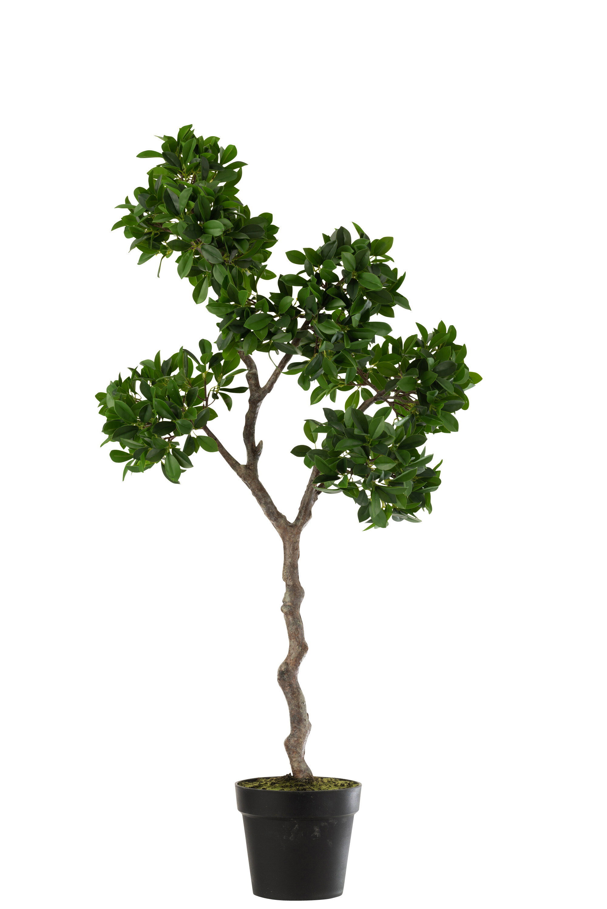 FICUS ARBRE EN POT PLA VE/NO L