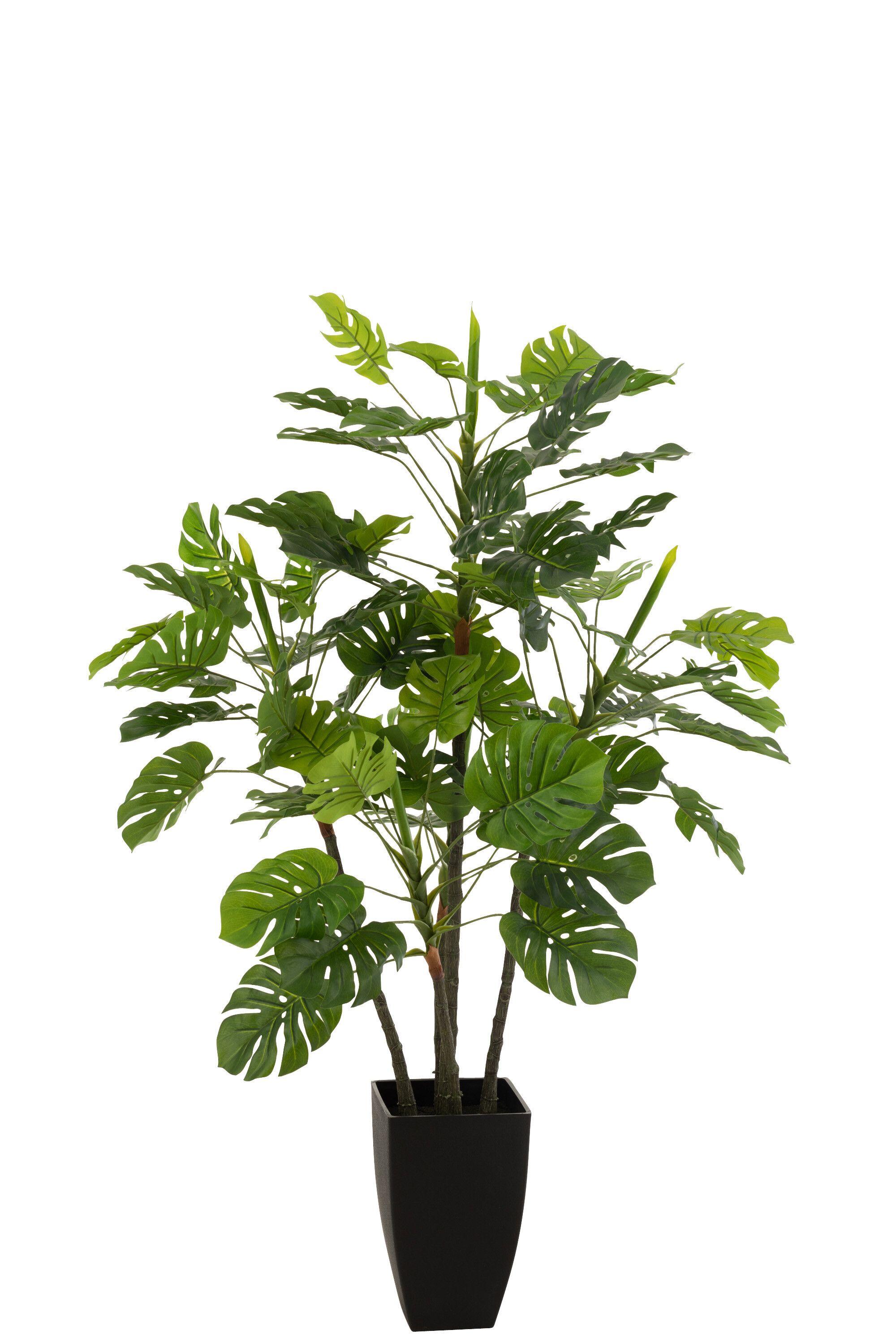 PHILODENDRON POT PLAST VERT L