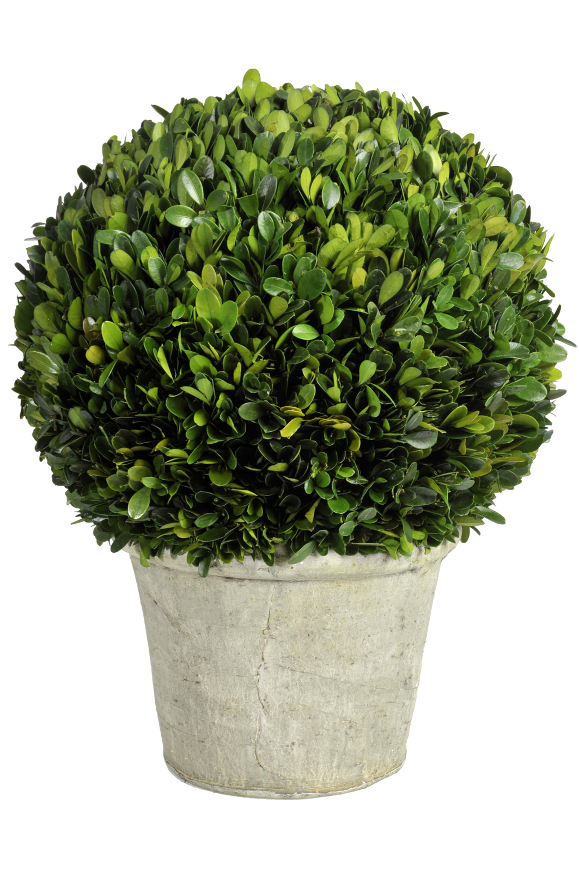 BUIS BOULE DS POT 21CM VERT XL