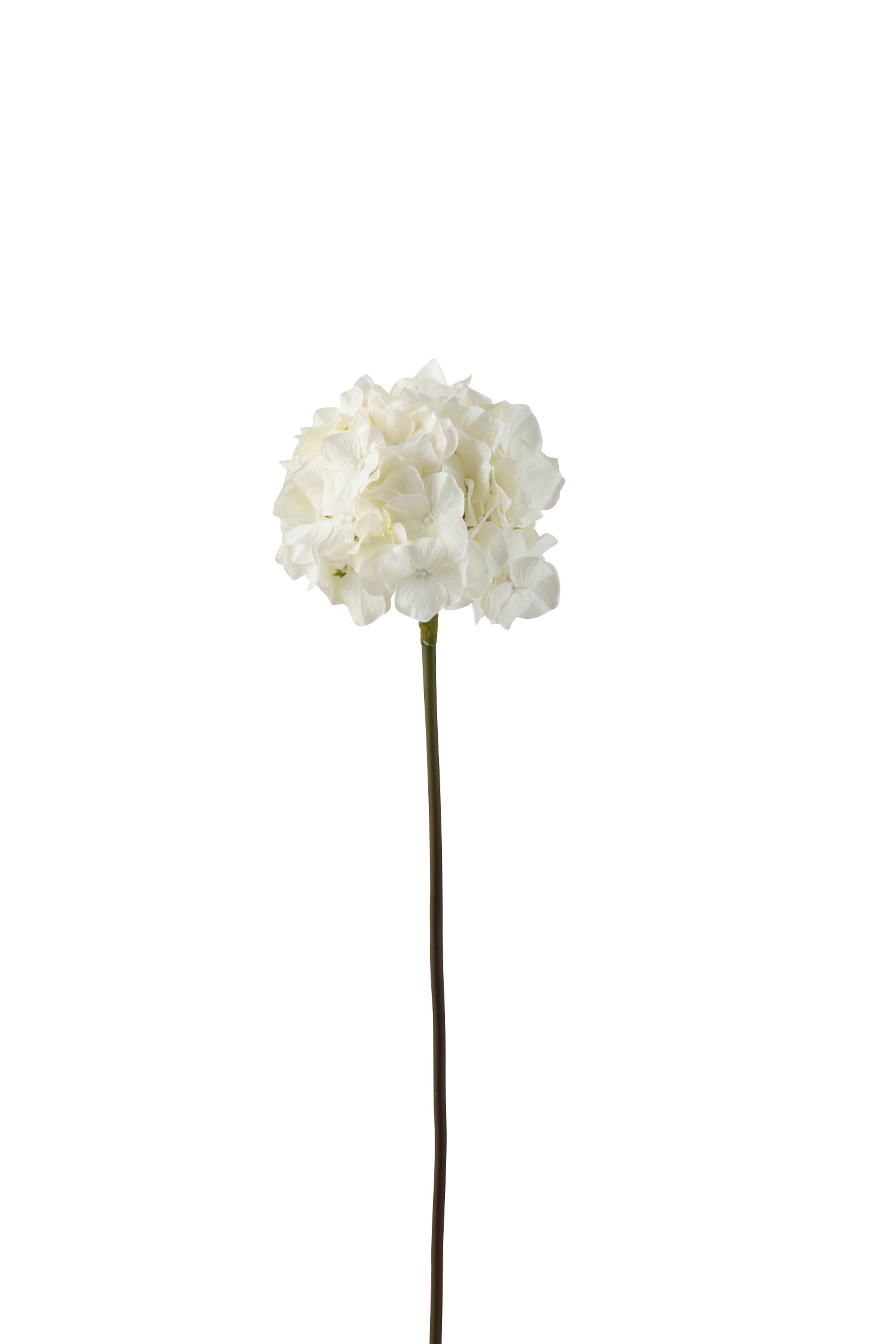 HORTENSIA PLAST BLANC L