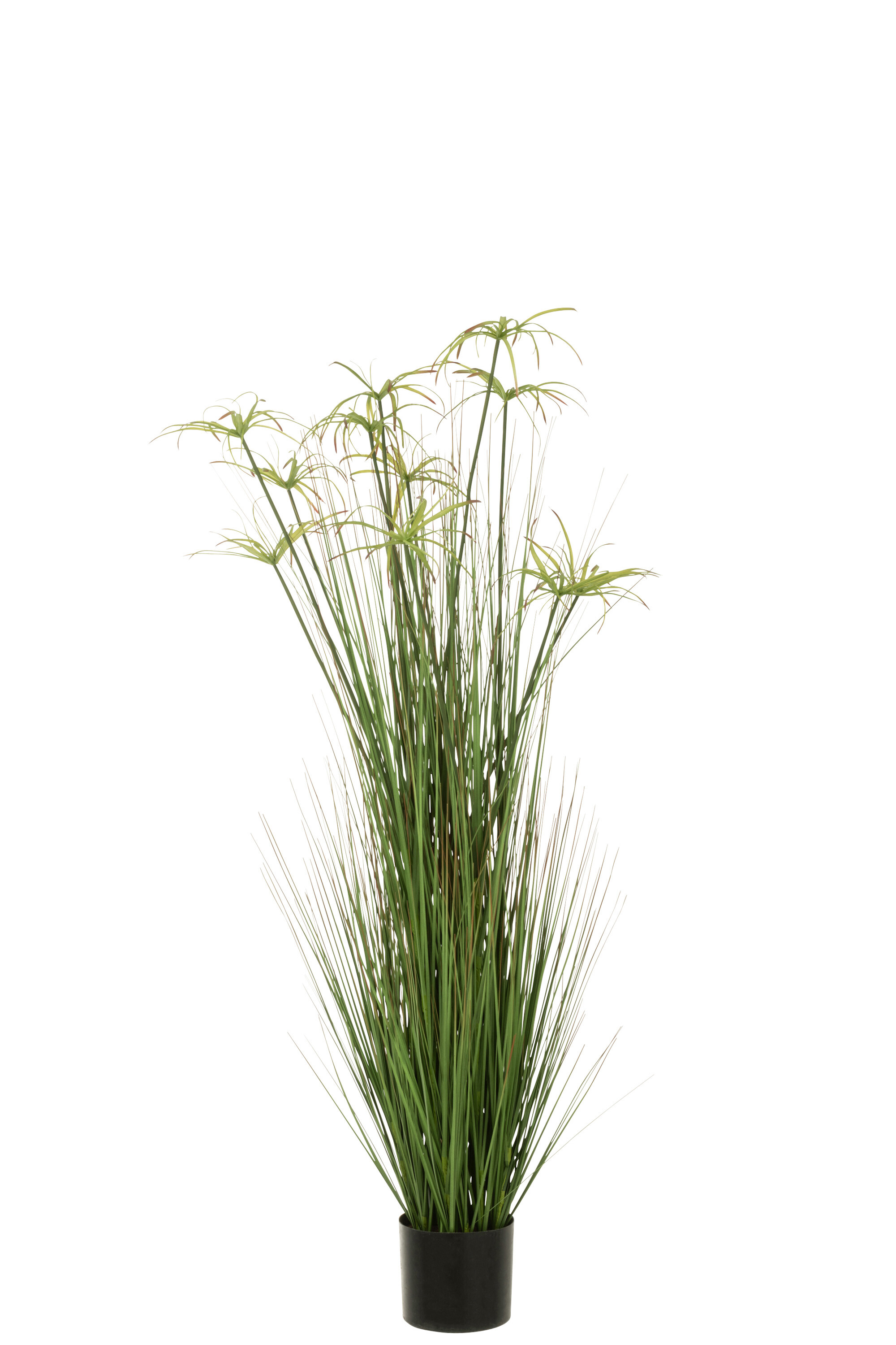 CYPERUS ALT 11 T POT PVC VER L