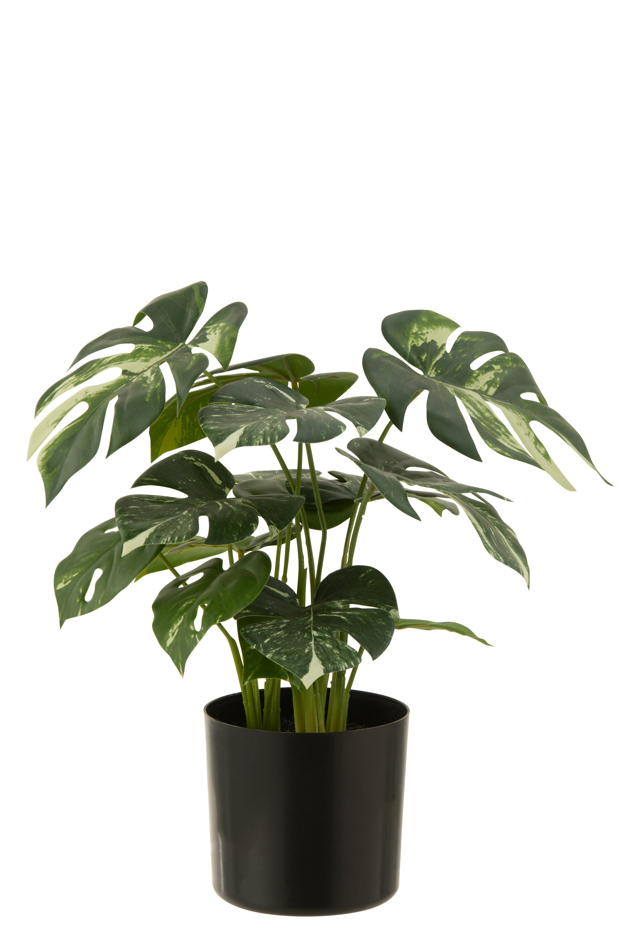 MONSTERA EN POT ARTI VERT