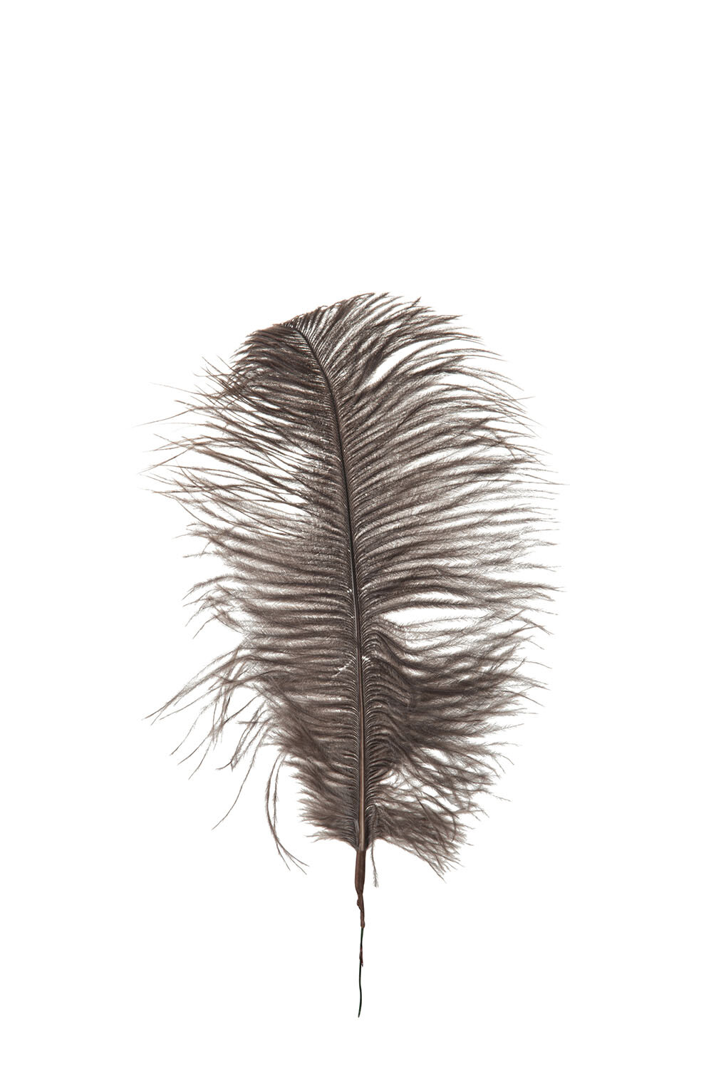 SACHET 6 PLUMES D'AUTRUCHE TAUPE