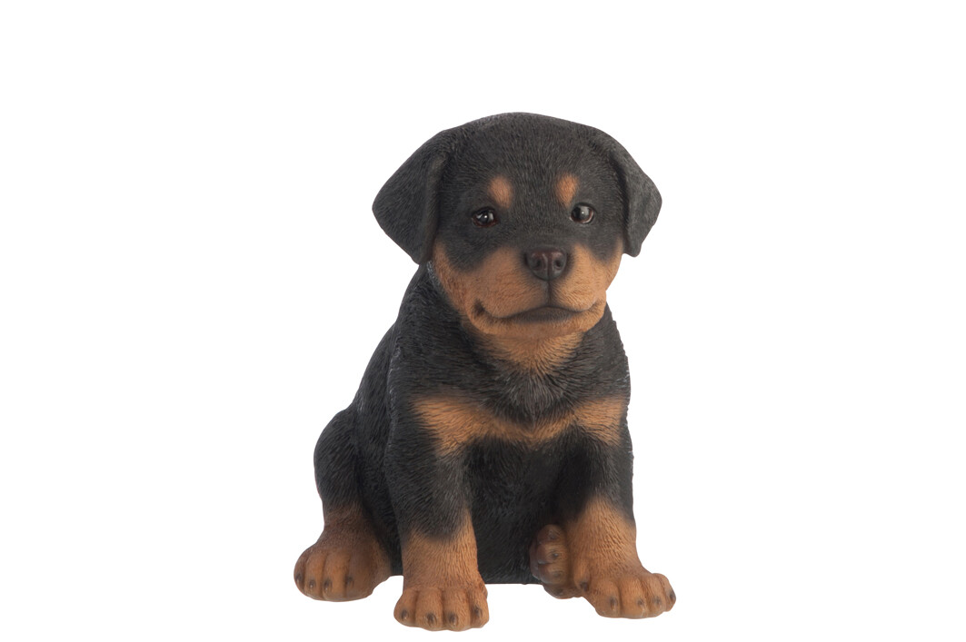 ROTTWEILER RES NOIR/MARRON