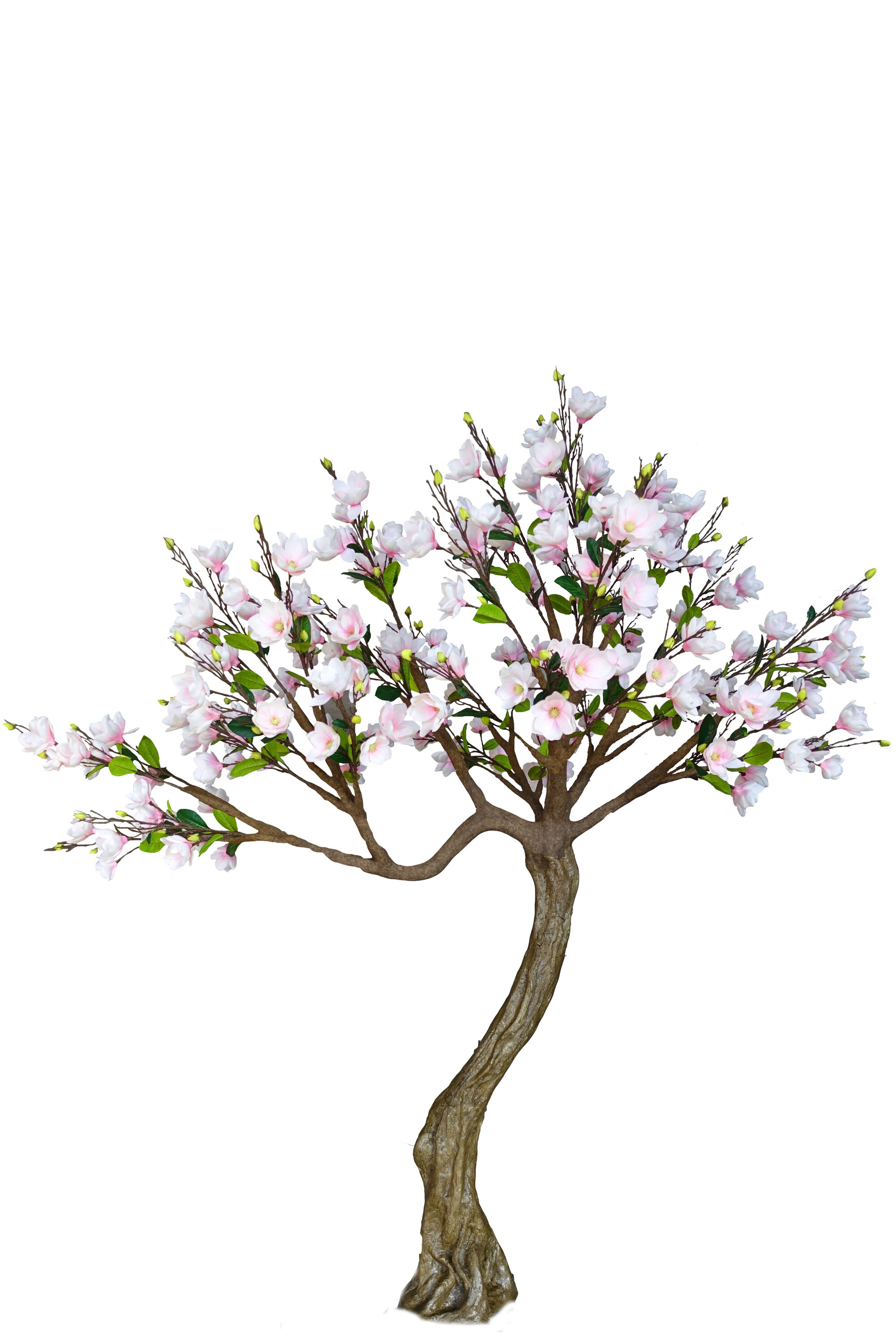 ARBRE MAGNOLIA PLAS ROSE L