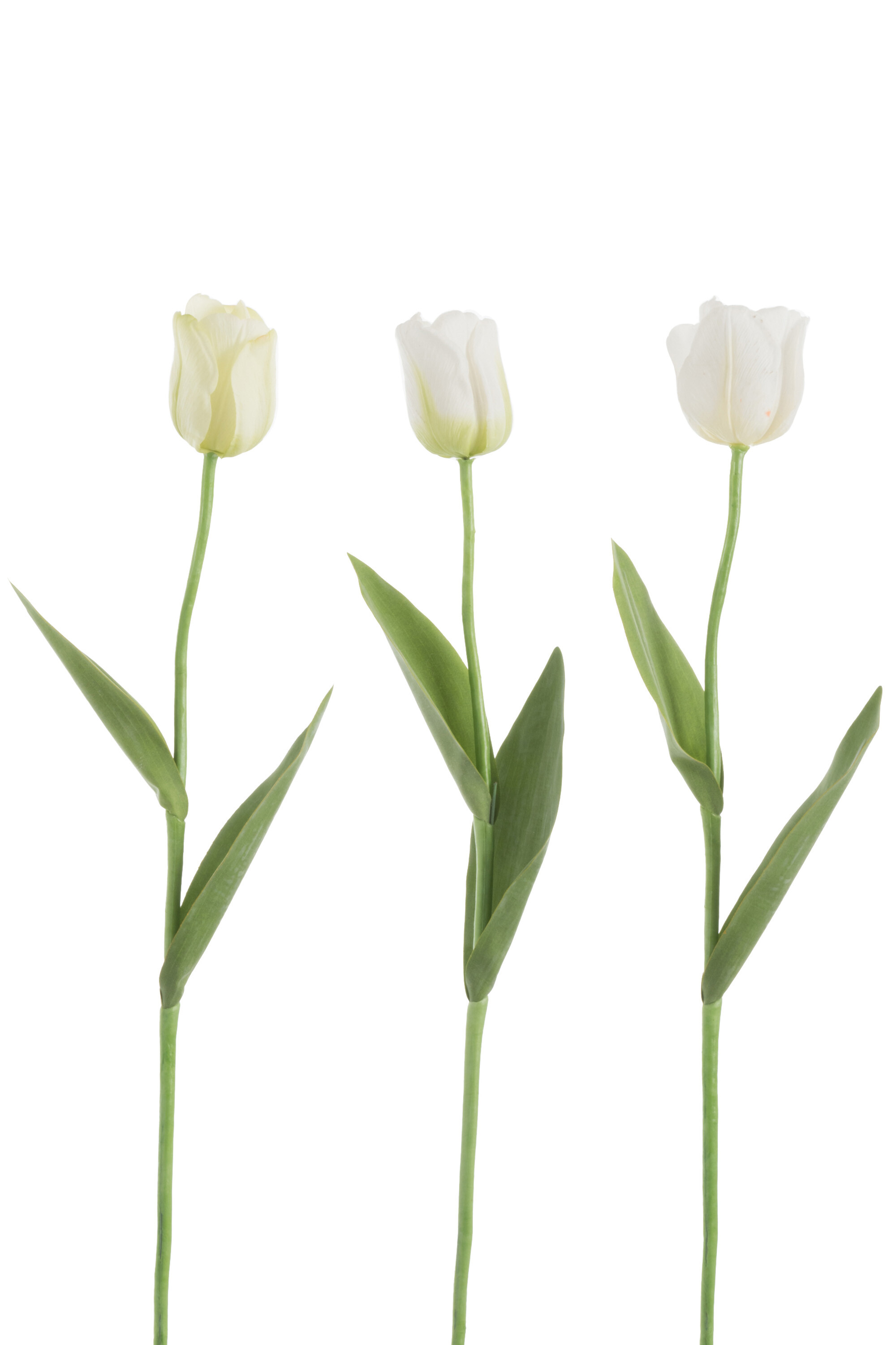 TULIPE FT PLAST BLANC MIX ASS3