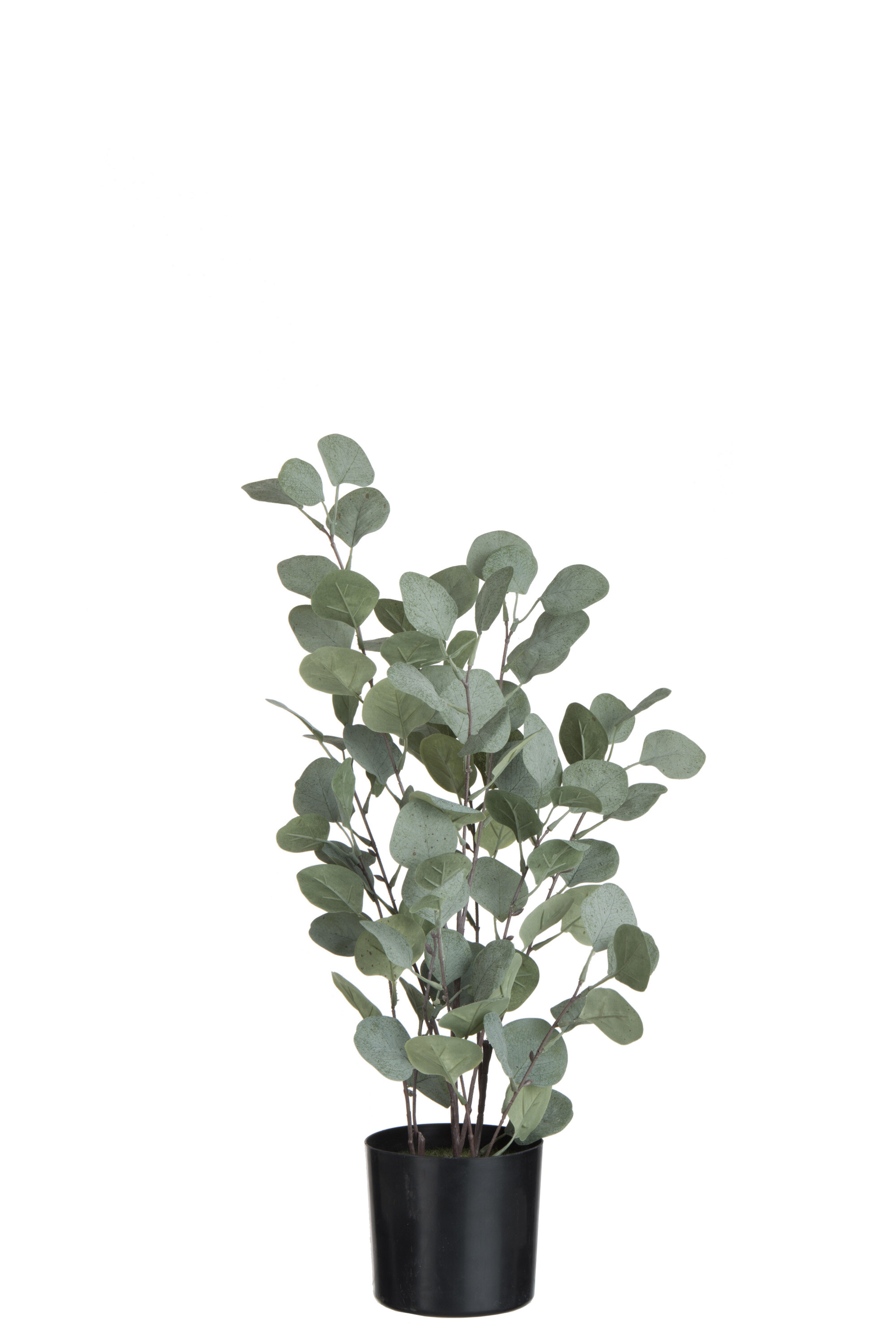 EUCALYPTUS EN POT PLAS VERT L