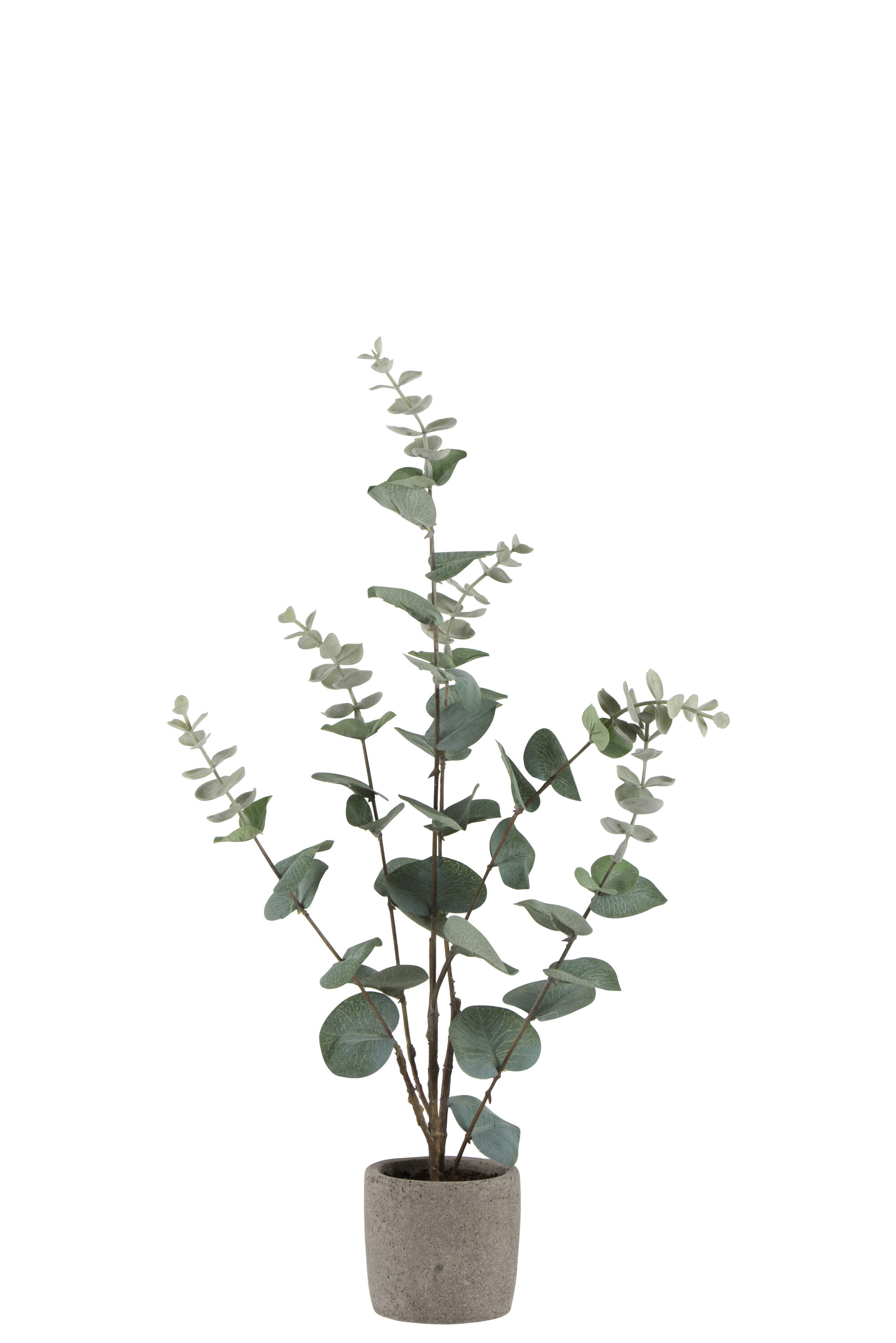 EUCALYPTUS EN POT PLA VERT S