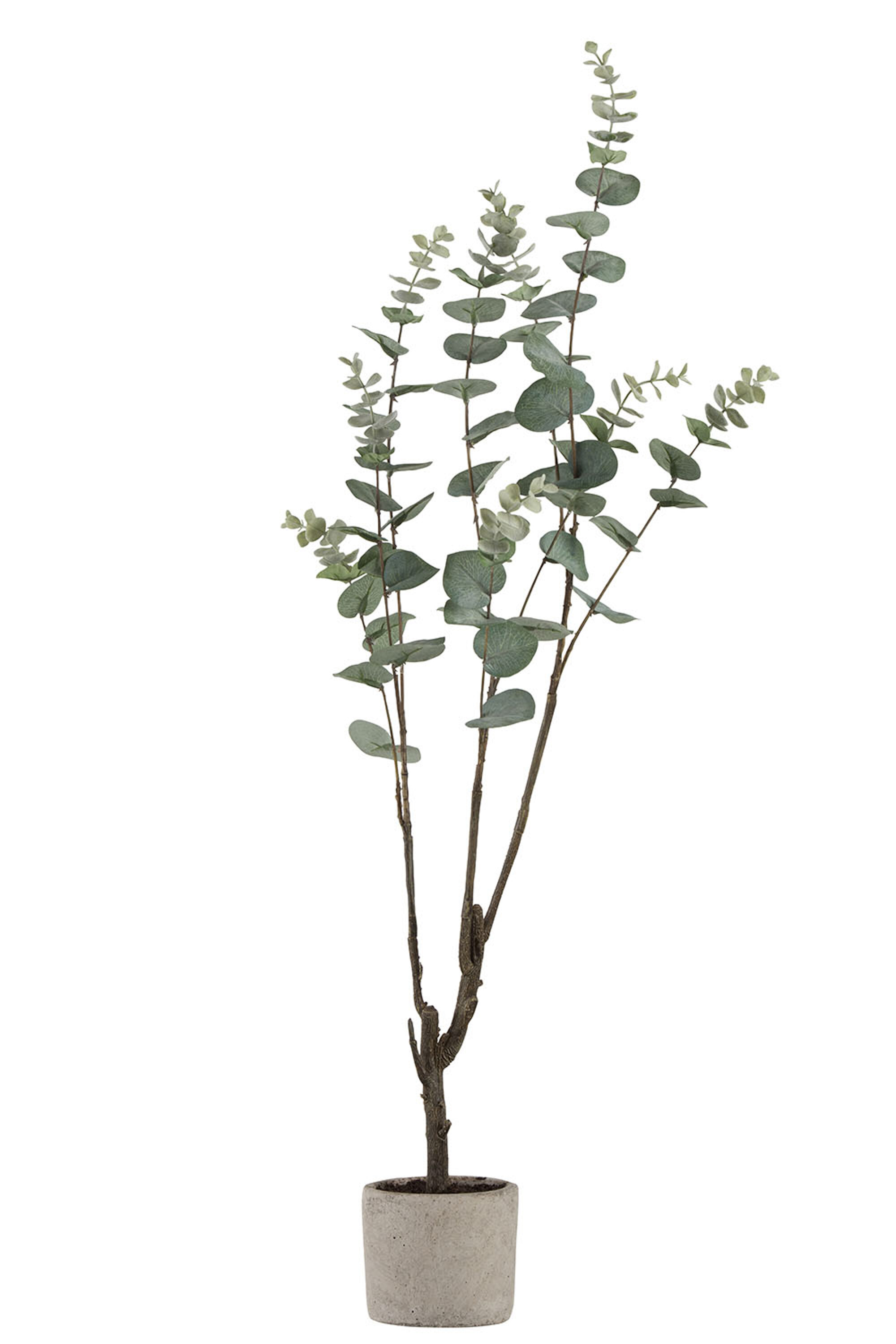 EUCALYPTUS EN POT PLA VERT L