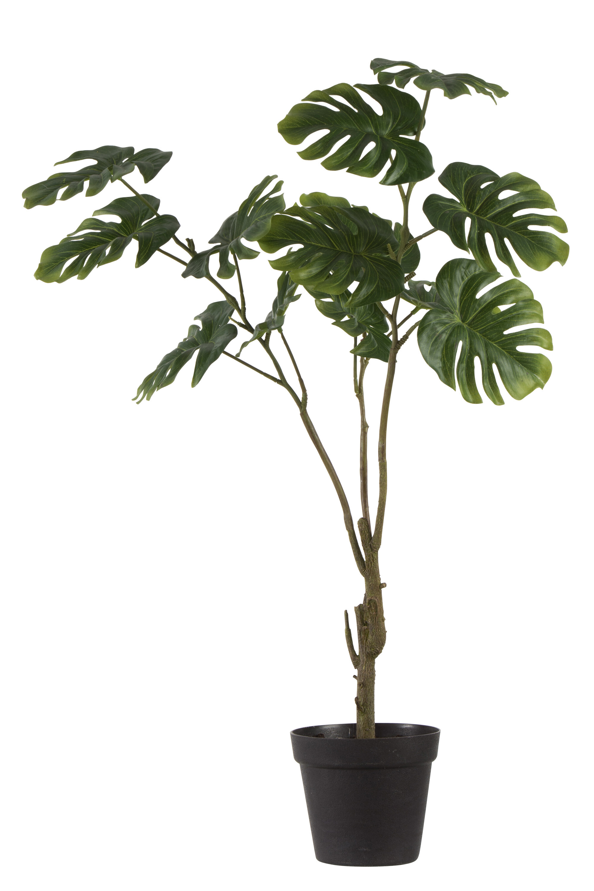 PHILODENDRON POT 3P PLA VERT L