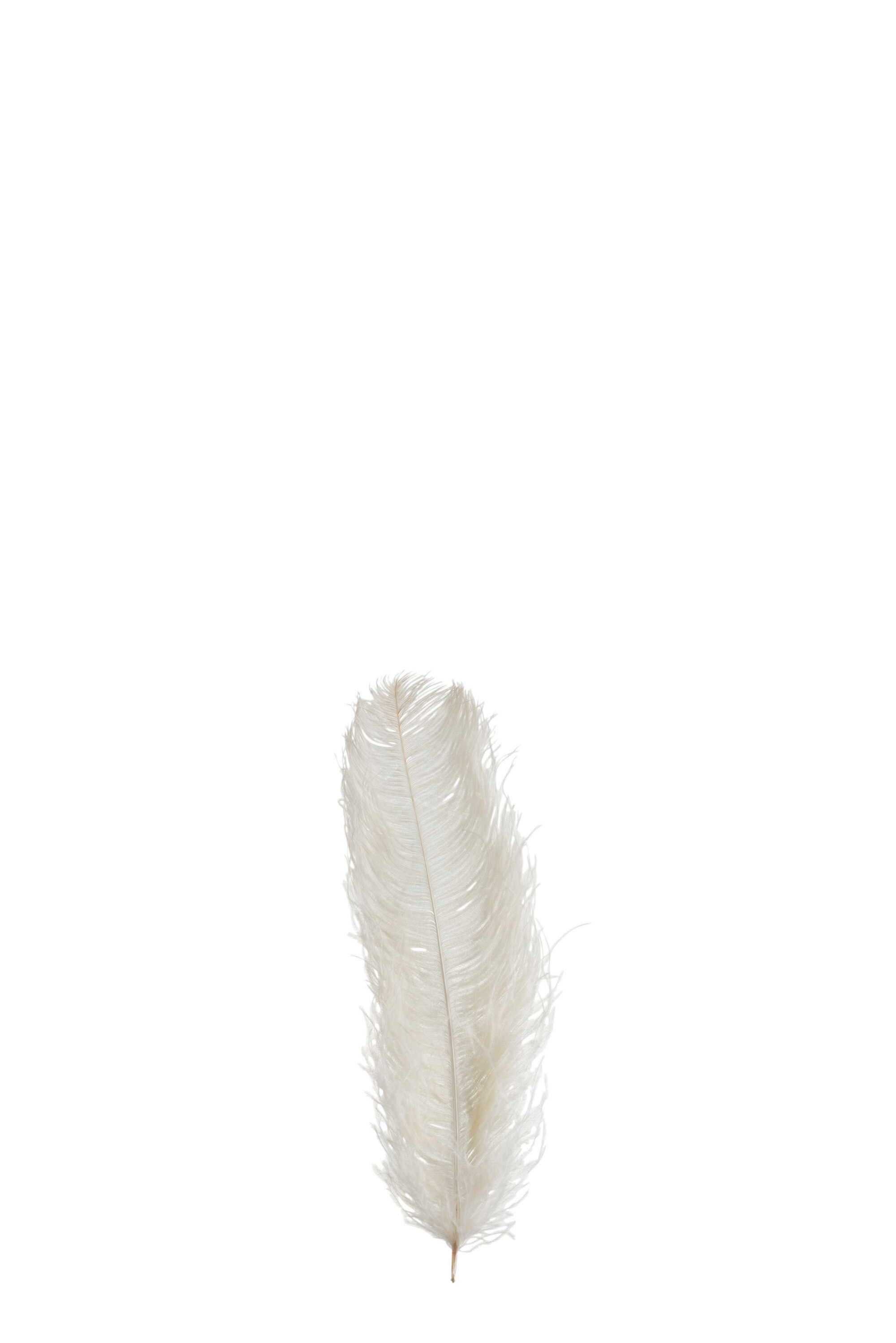 PLUME D'AUTRUCHE 1P CREME